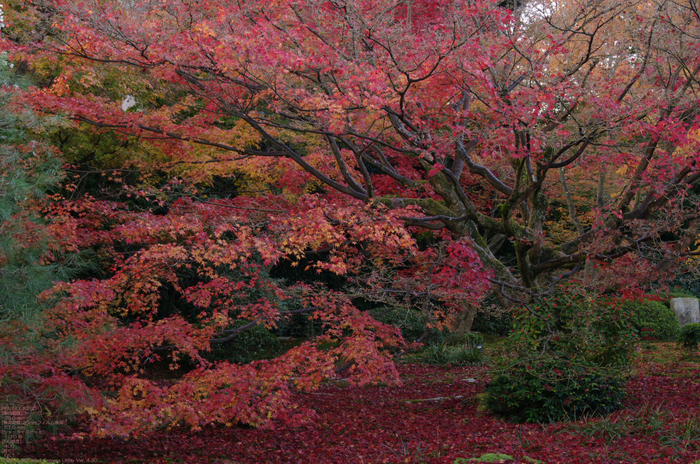 2010_雲龍院・紅葉_9.jpg