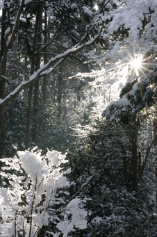 2011_三千院・雪景_32.jpg