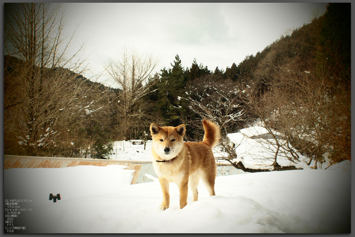 2011_月うさぎ・雪_top2.jpg