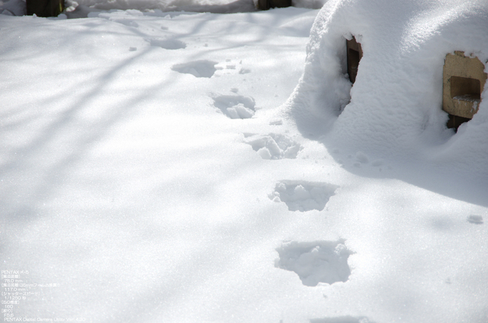 2011_東吉野_雪_16.jpg