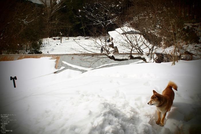 2011_東吉野_雪_53.jpg