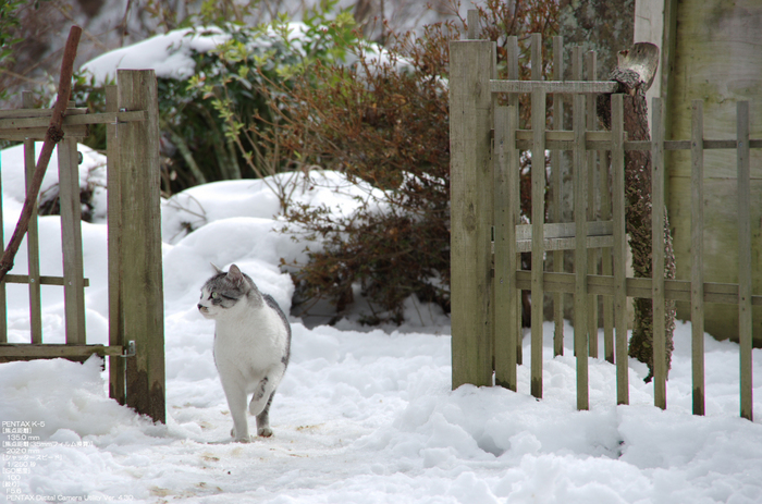 2011_東吉野_雪_57.jpg