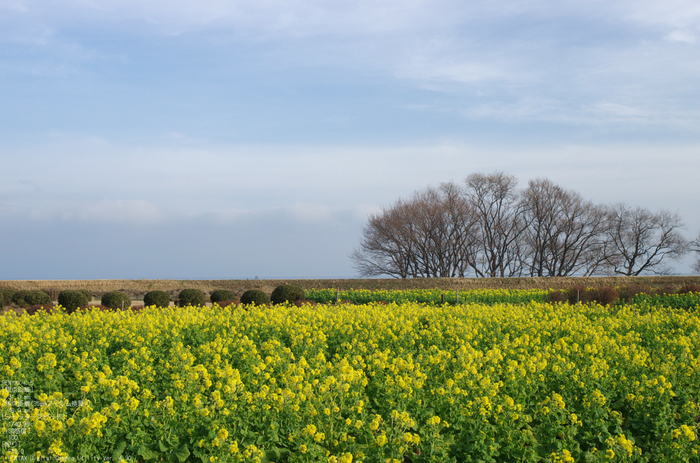 2011_なぎさ公園・菜の花_10.jpg