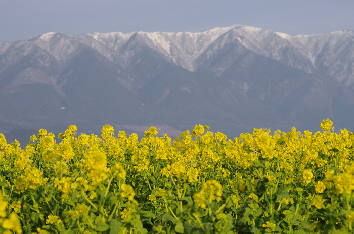 2011_なぎさ公園・菜の花_2.jpg