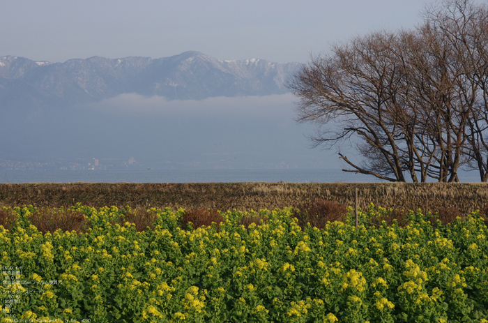 2011_なぎさ公園・菜の花_4.jpg