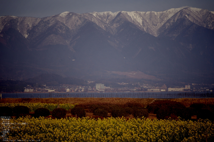 2011_なぎさ公園・菜の花_7.jpg