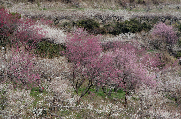 2011_03_綾部山_29.jpg