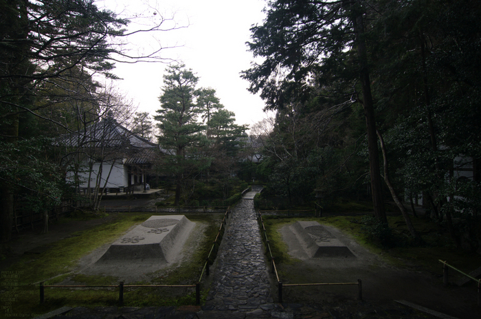 2011_3_法然院・椿_3.jpg