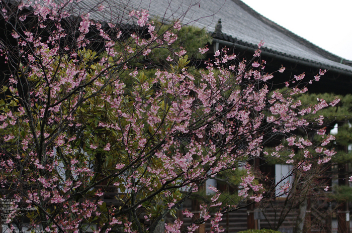 2011_3_百万遍知恩寺・桜_2.jpg