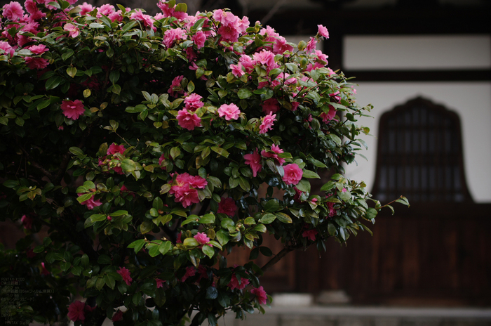 2011_3_百万遍知恩寺・桜_3.jpg