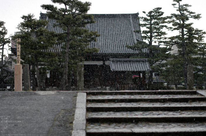 2011_3_百万遍知恩寺・桜_6.jpg