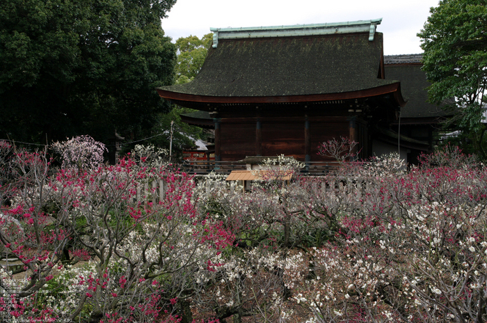 2011_3_道明寺・梅_14.jpg