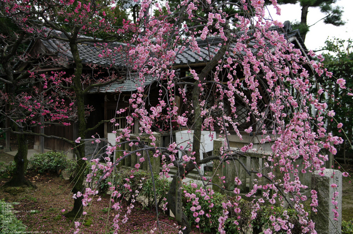 2011_3_道明寺・梅_7.jpg