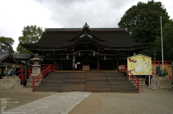 2011_3_道明寺・梅_8.jpg