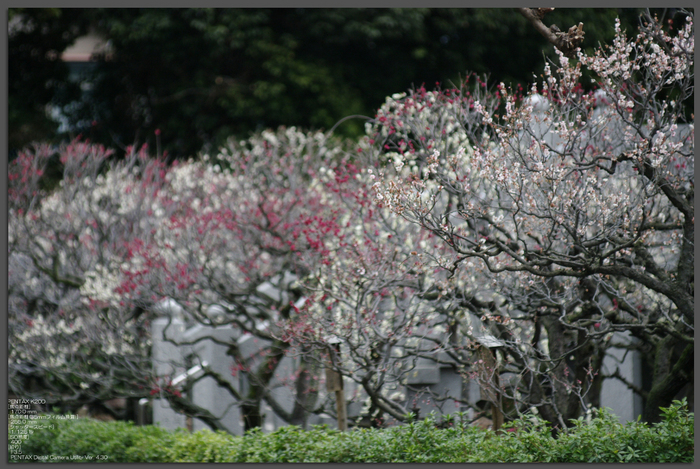 2011_3_道明寺・梅_top2.jpg