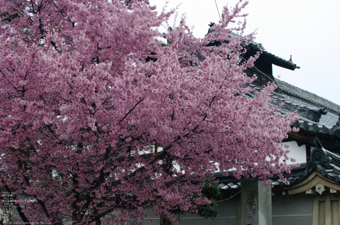 2011_3_長徳寺・桜_3.jpg