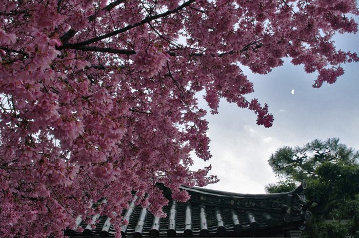 2011_3_長徳寺・桜_4.jpg