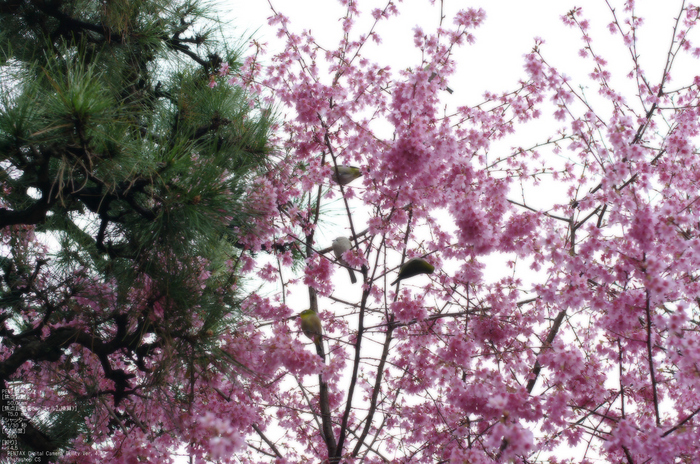 2011_3_長徳寺・桜_5.jpg