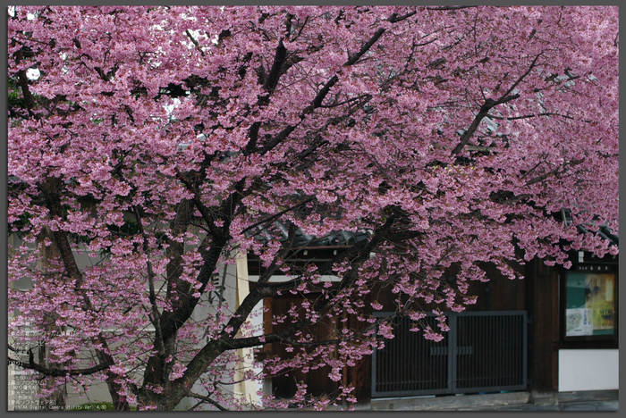 2011_3_長徳寺・桜_top.jpg