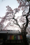 2011_3_報恩院・桜_3.jpg