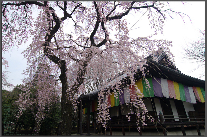 2011_3_報恩院・桜_top.jpg