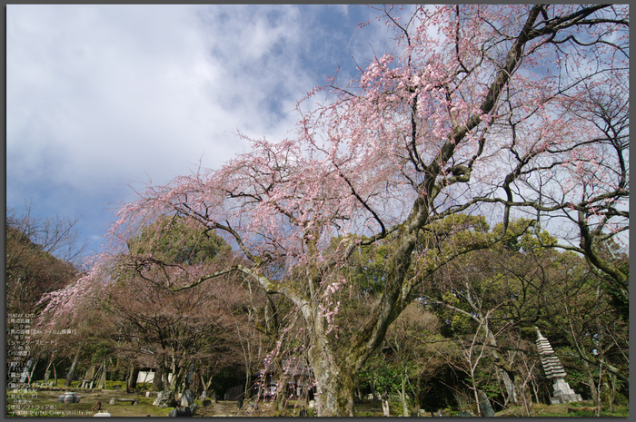 2011_3_岩屋寺・桜_top.jpg