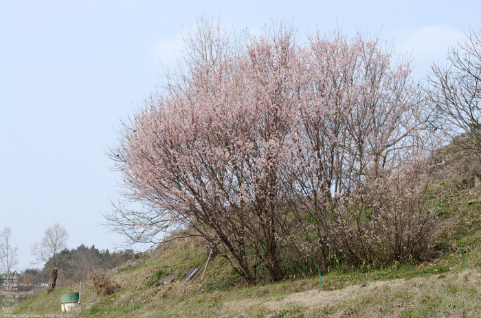 2011_3_明日香・桜_2.jpg