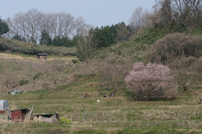 2011_3_明日香・桜_3.jpg