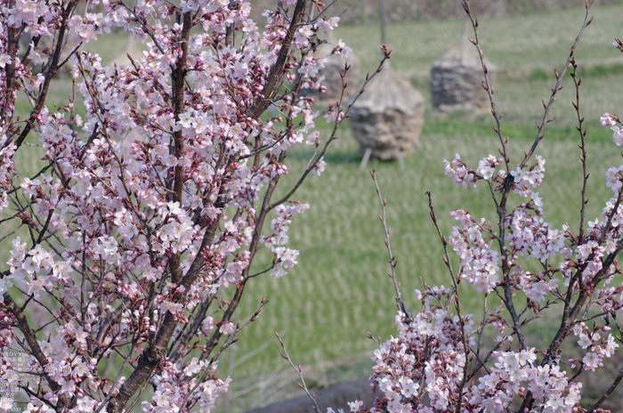 2011_3_明日香・桜_4.jpg