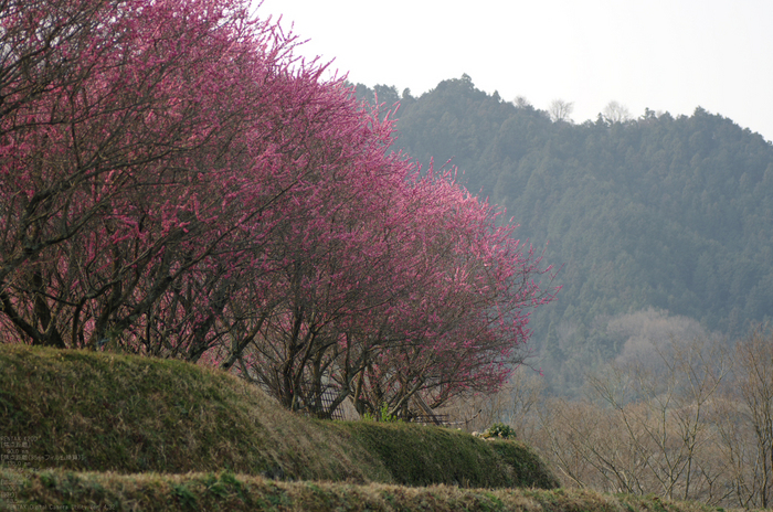 2011_3_明日香・梅_4.jpg