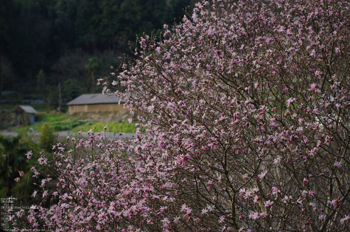 2011_3_明日香・辛夷_1.jpg