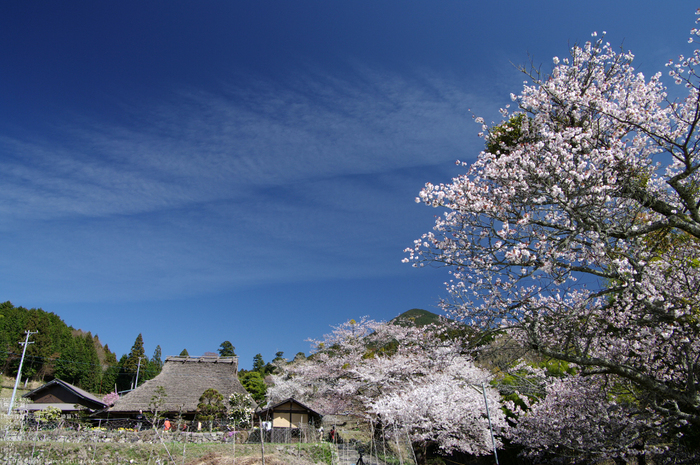 2011_4_三多気・桜_10.jpg