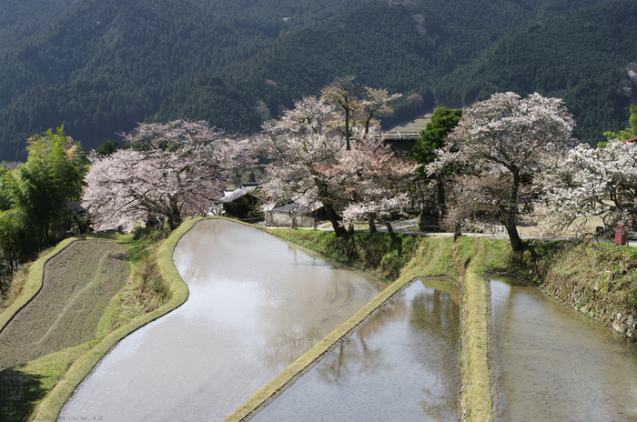 2011_4_三多気・桜_12.jpg