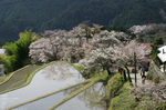 2011_4_三多気・桜_13.jpg