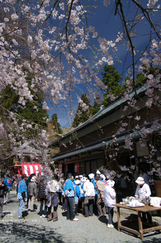 2011_4_三多気・桜_17.jpg