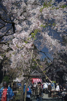 2011_4_三多気・桜_18.jpg