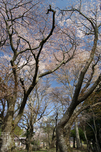 2011_4_三多気・桜_2.jpg