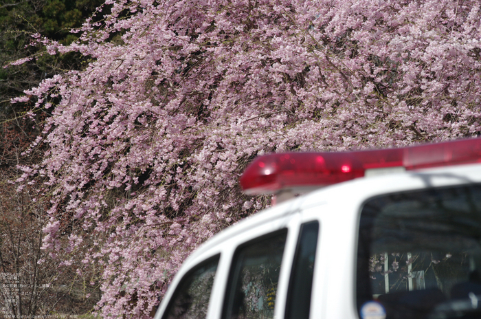 2011_4_三多気・桜_24.jpg