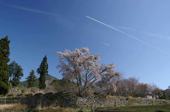 2011_4_三多気・桜_3.jpg