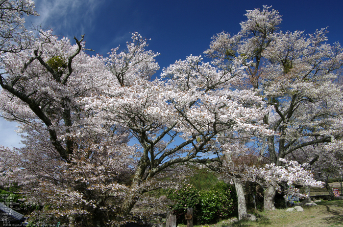 2011_4_三多気・桜_4.jpg