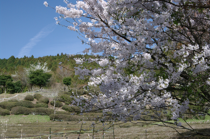 2011_4_三多気・桜_8.jpg