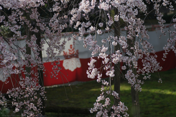 2011_4_三宝院・桜_11.jpg