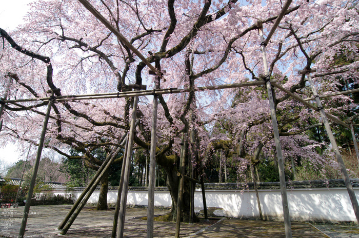 2011_4_三宝院・桜_13.jpg