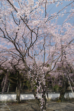 2011_4_三宝院・桜_14.jpg