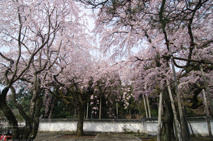 2011_4_三宝院・桜_2.jpg