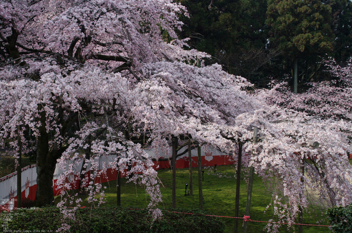 2011_4_三宝院・桜_4.jpg