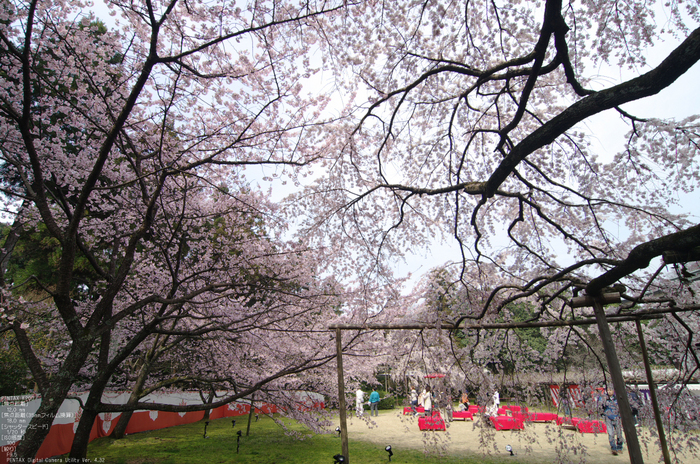 2011_4_三宝院・桜_5.jpg