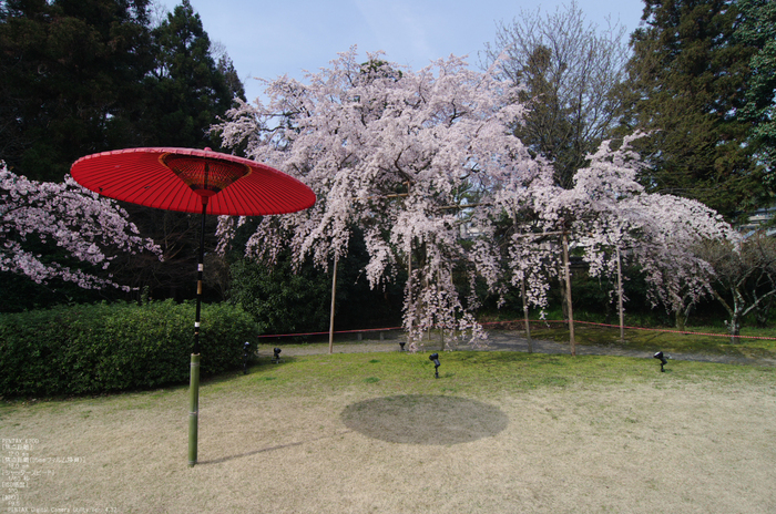 2011_4_三宝院・桜_6.jpg