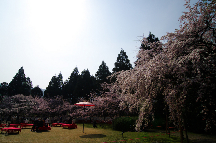 2011_4_三宝院・桜_7.jpg