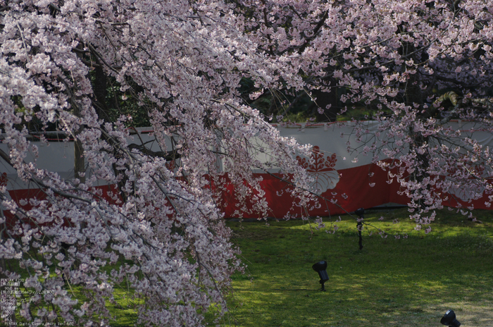 2011_4_三宝院・桜_9.jpg